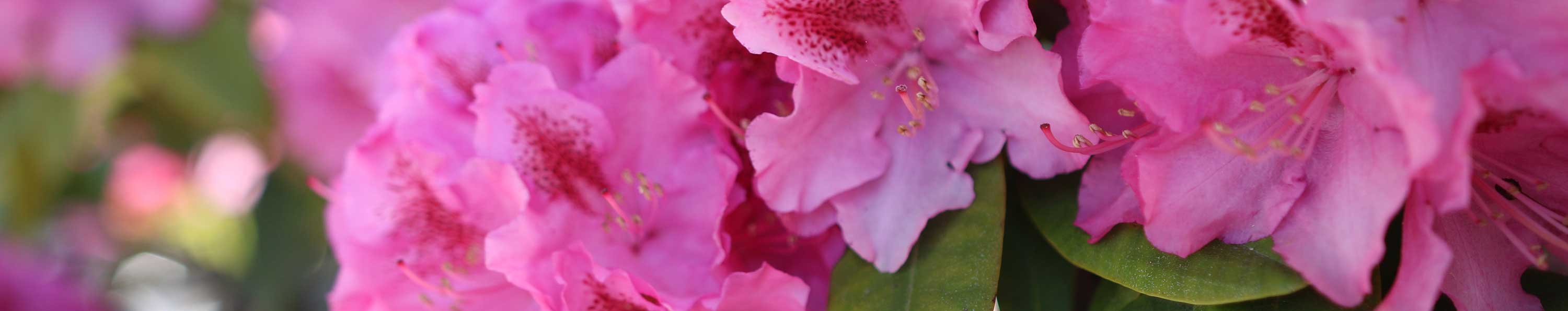 Intro Rhododendron
